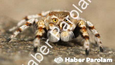 Ana Başlık: Instagram’da Sahte Fotoğraflar