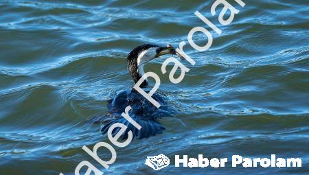 Antalya’da Yüzme Dersleriyle Suya Hakim Olun