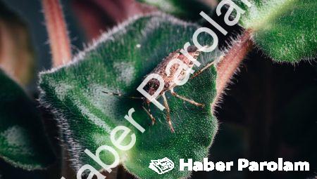 Halıfleks Yıkama İle Hijyenik ve Sağlıklı Evler