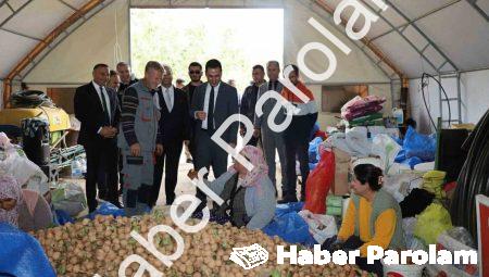 Dinar’da Ceviz Hasadı Bereketle Başladı: Üretici Memnun