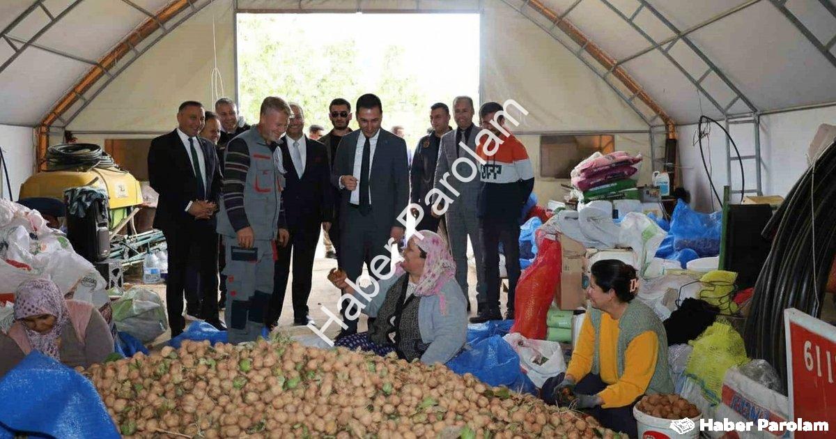 "Dinar’da Ceviz Hasadı Bereketle Başladı: Üretici Memnun" başlıklı haber için fotorealistik, profesy