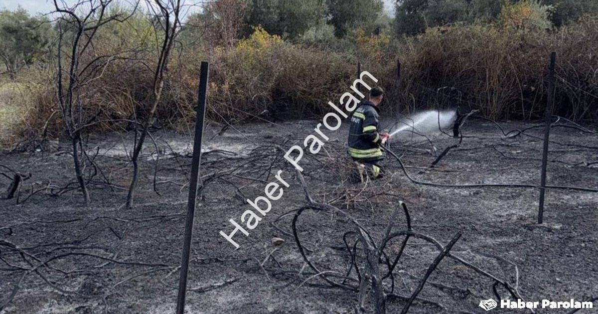"Muğla Yatağan'da Korkutan Yangın: Üzüm Bağları Alevlere Teslim Oldu" başlıklı haber için fotorealis