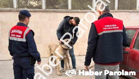 Afyonkarahisar’da Köpek Dövüşü Vahşetine Dronlu Baskın: 12 Gözaltı