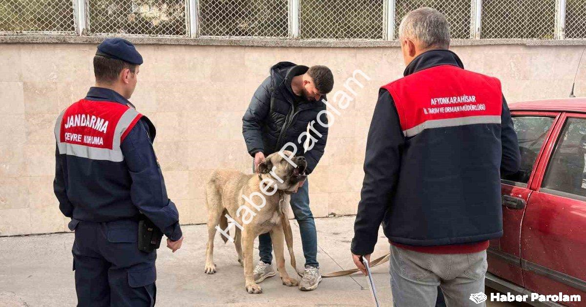 "Afyonkarahisar'da Köpek Dövüşü Vahşetine Dronlu Baskın: 12 Gözaltı" başlıklı haber için fotorealist
