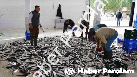 Muğla’dan 10 Ayda Rekor Balık İhracatı: 618 Milyon Dolar