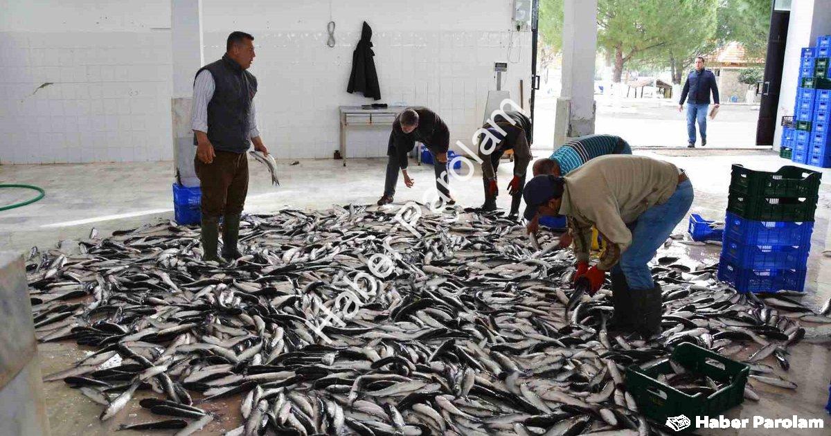 "Muğla'dan 10 Ayda Rekor Balık İhracatı: 618 Milyon Dolar" başlıklı haber için fotorealistik, profes