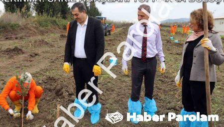 Dalaman Açık Cezaevi’nde Tarımsal Kalkınma: Sakız Ağaçları Toprakla Buluştu