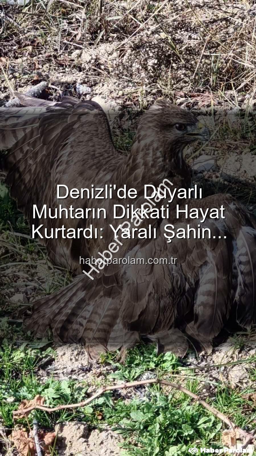 Denizli'de yaralı şahin - Denizli'de Duyarlı Muhtarın Dikkati Hayat Kurtardı: Yaralı Şahin Tedavi Altında