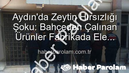 Aydın’da Zeytin Hırsızlığı Şoku: Bahçeden Çalınan Ürünler Fabrikada Ele Geçti!
