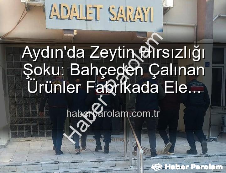 zeytin hırsızlığı - Aydın'da Zeytin Hırsızlığı Şoku: Bahçeden Çalınan Ürünler Fabrikada Ele Geçti!