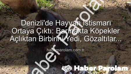 Denizli’de Hayvan İstismarı Ortaya Çıktı: Barınakta Köpekler Açlıktan Birbirini Yedi, Gözaltılar Başladı