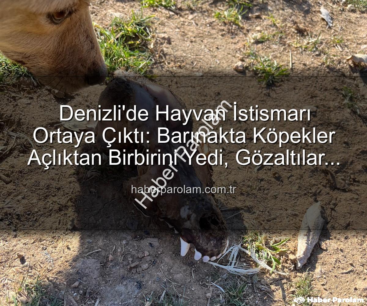 hayvan istismarı - Denizli'de Hayvan İstismarı Ortaya Çıktı: Barınakta Köpekler Açlıktan Birbirini Yedi, Gözaltılar Başladı
