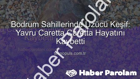 Bodrum Sahillerini Üzen Görüntü: Yavru Caretta Caretta Hayatını Kaybetti