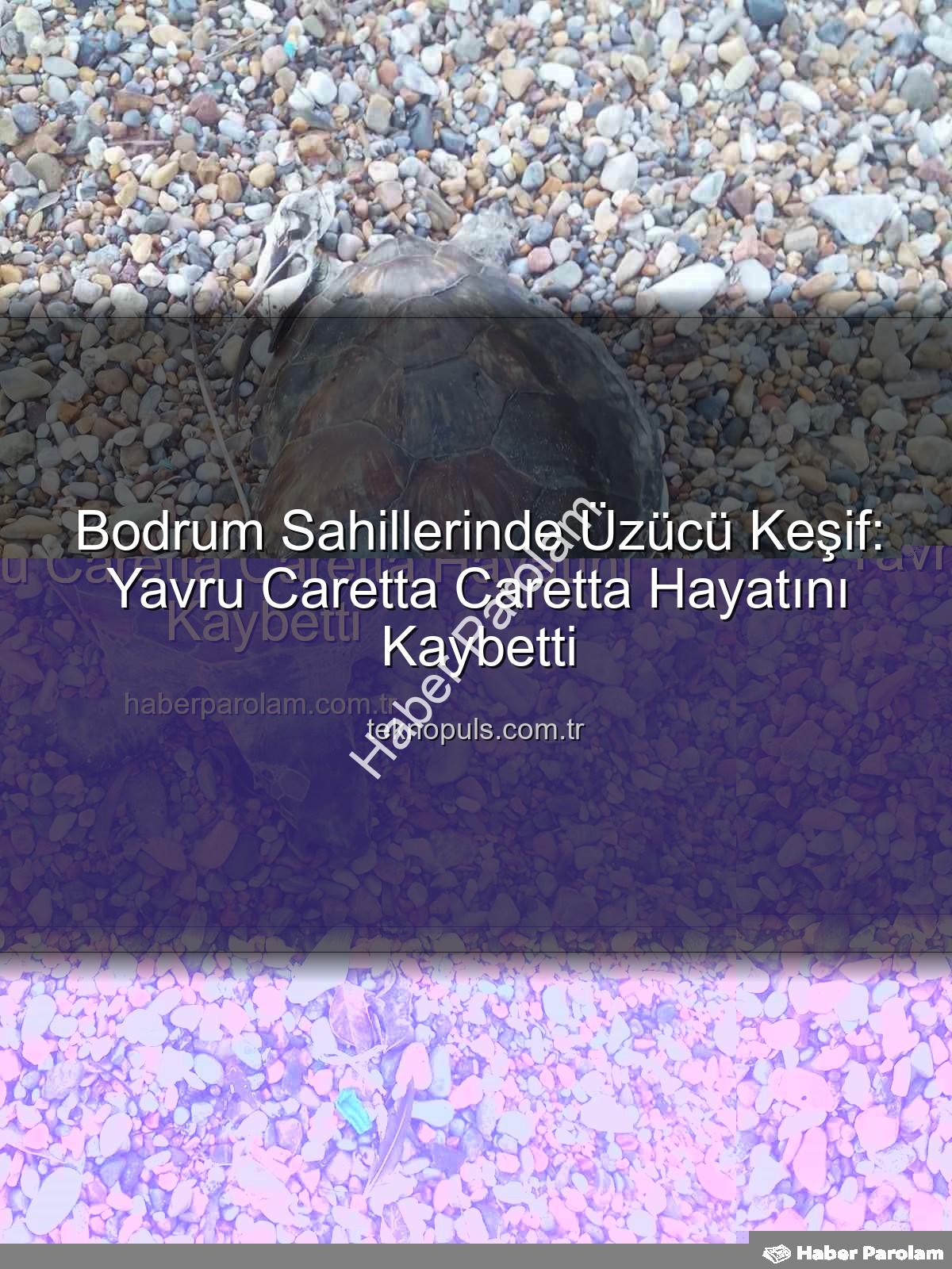 yavru caretta caretta - Bodrum Sahillerini Üzen Görüntü: Yavru Caretta Caretta Hayatını Kaybetti