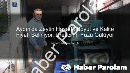 Aydın’da Zeytin Hasadı: Boyut ve Kalite Fiyatı Belirliyor, Üreticinin Yüzü Gülüyor