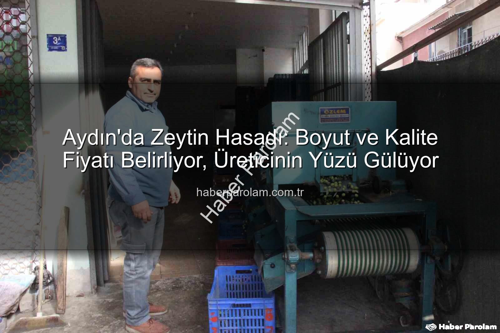 Aydın zeytin hasadı - Aydın'da Zeytin Hasadı: Boyut ve Kalite Fiyatı Belirliyor, Üreticinin Yüzü Gülüyor
