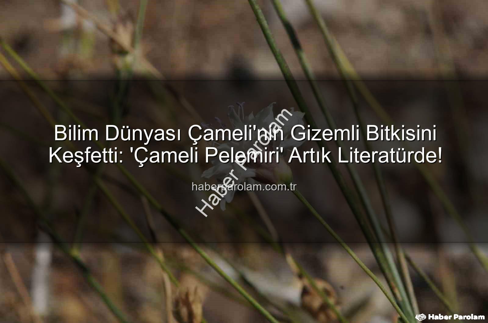 Çameli pelemiri - Bilim Dünyası Çameli'nin Gizemli Bitkisini Keşfetti: 'Çameli Pelemiri' Artık Literatürde!