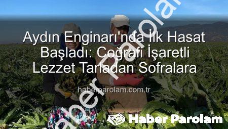 Aydın Enginarı’nda İlk Hasat Başladı: Coğrafi İşaretli Lezzet Tarladan Sofralara