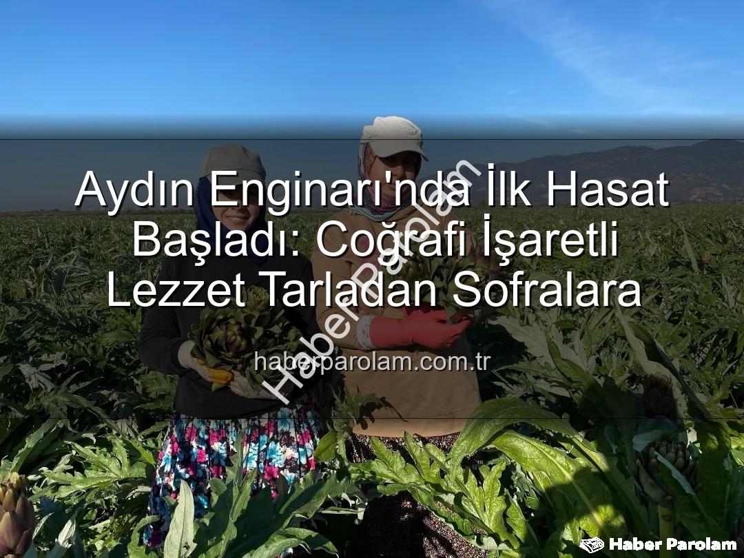 Aydın Enginarı - Aydın Enginarı'nda İlk Hasat Başladı: Coğrafi İşaretli Lezzet Tarladan Sofralara