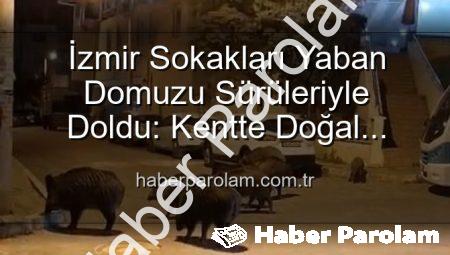 İzmir Sokakları Yaban Domuzu Sürüleriyle Doldu: Kentte Doğal Yaşam Paniği!
