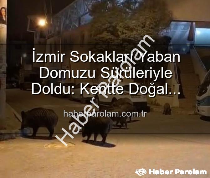 yaban domuzu - İzmir Sokakları Yaban Domuzu Sürüleriyle Doldu: Kentte Doğal Yaşam Paniği!